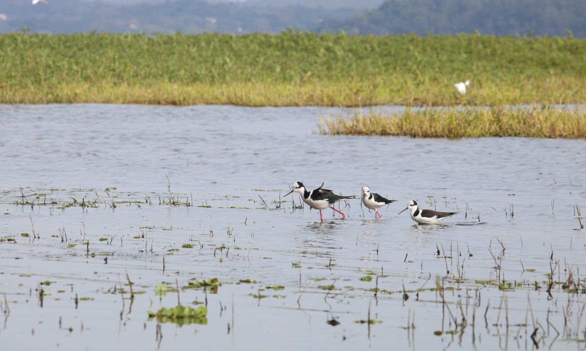 Pássaros na represa Guarapiranga, zona sul da capital.