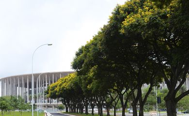 Árvores da espécie Caesalpinia peltophoroides, conhecida popularmente como Sibipiruna, enfeitam a cidade de Brasília Antonio Cruz/Agência Brasil)