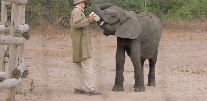 Guardiões da Vida Selvagem acompanha o resgate de elefantes