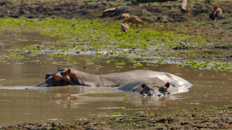 Episódio de estreia de &quot;Vale Indomado&quot; visita santuário dos hipopótamos na África