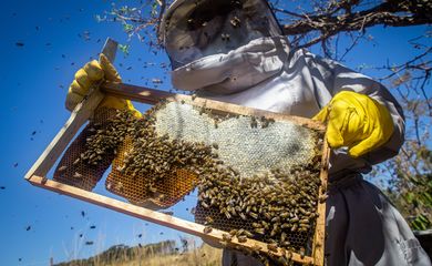 Apicultura, criação de abelhas com ferrão, Abelha, mel apiário