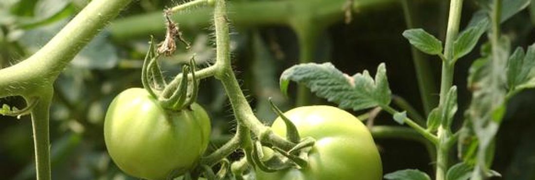 Sistema Tomatec é desenvolvido pela Embrapa