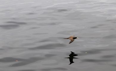 O Atobá Mergulhão sobrevoa a Baía da Guanabara, no Rio de Janeiro.