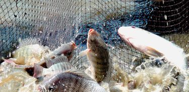 Paraná vem se destacando na produção de pescados