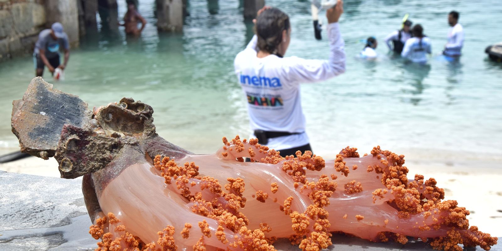 Ambientalistas se mobilizam para retirada de coral invasor na Bahia