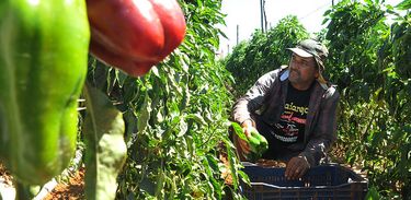 Há 15 anos, José Perez de Barros planta e colhe pimentão no núcleo rural 