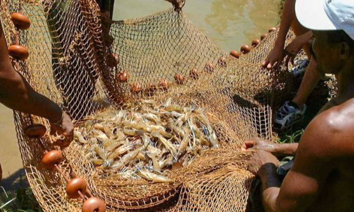 Pesca, Camarão