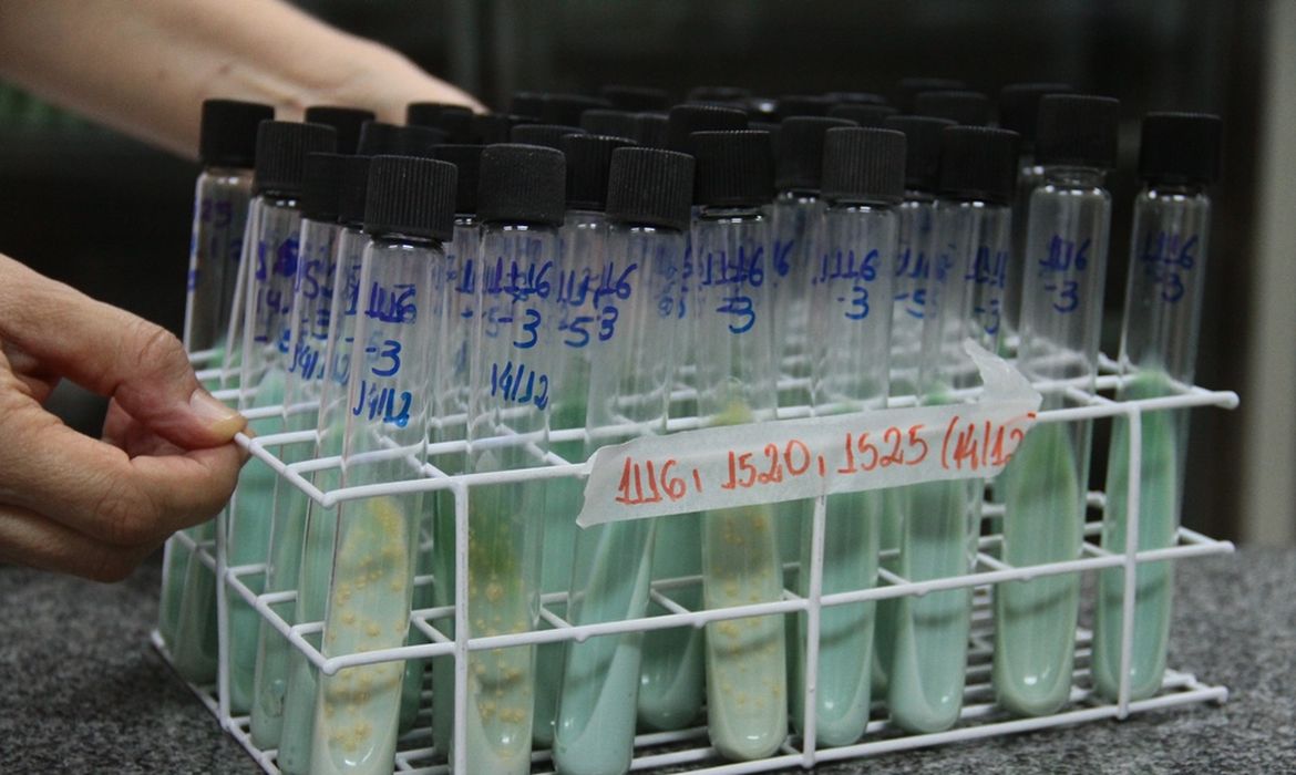 Teste para confirmação de tuberculose utilizando cultura da bactéria em ovos, tubos de ensaio em laboratório