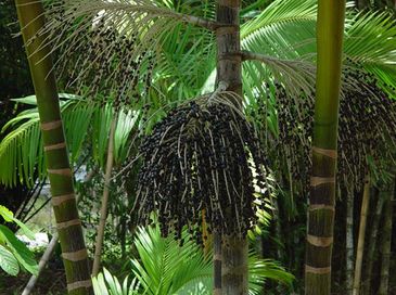 Giorgio Venturieri/Embrapa O açaí foi o produto da extração vegetal não madeireira brasileira com maior valor de produção no ano passado