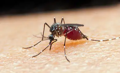 malária, mosquito, Anopheles