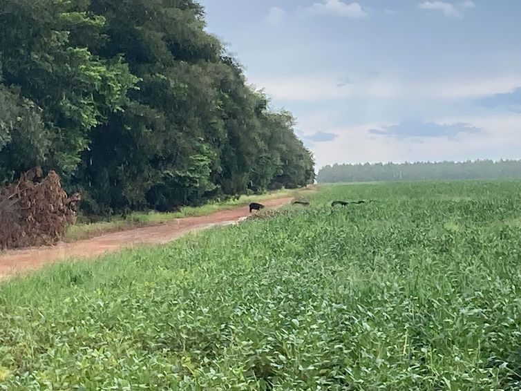 Fazenda Tanguro - laboratório de pesquisa a céu aberto - Querência- MT. Foto: Fabiola Sinimbu/Agência Brasil