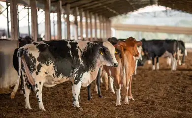 Bovinocultura de leite,Vaca, leite