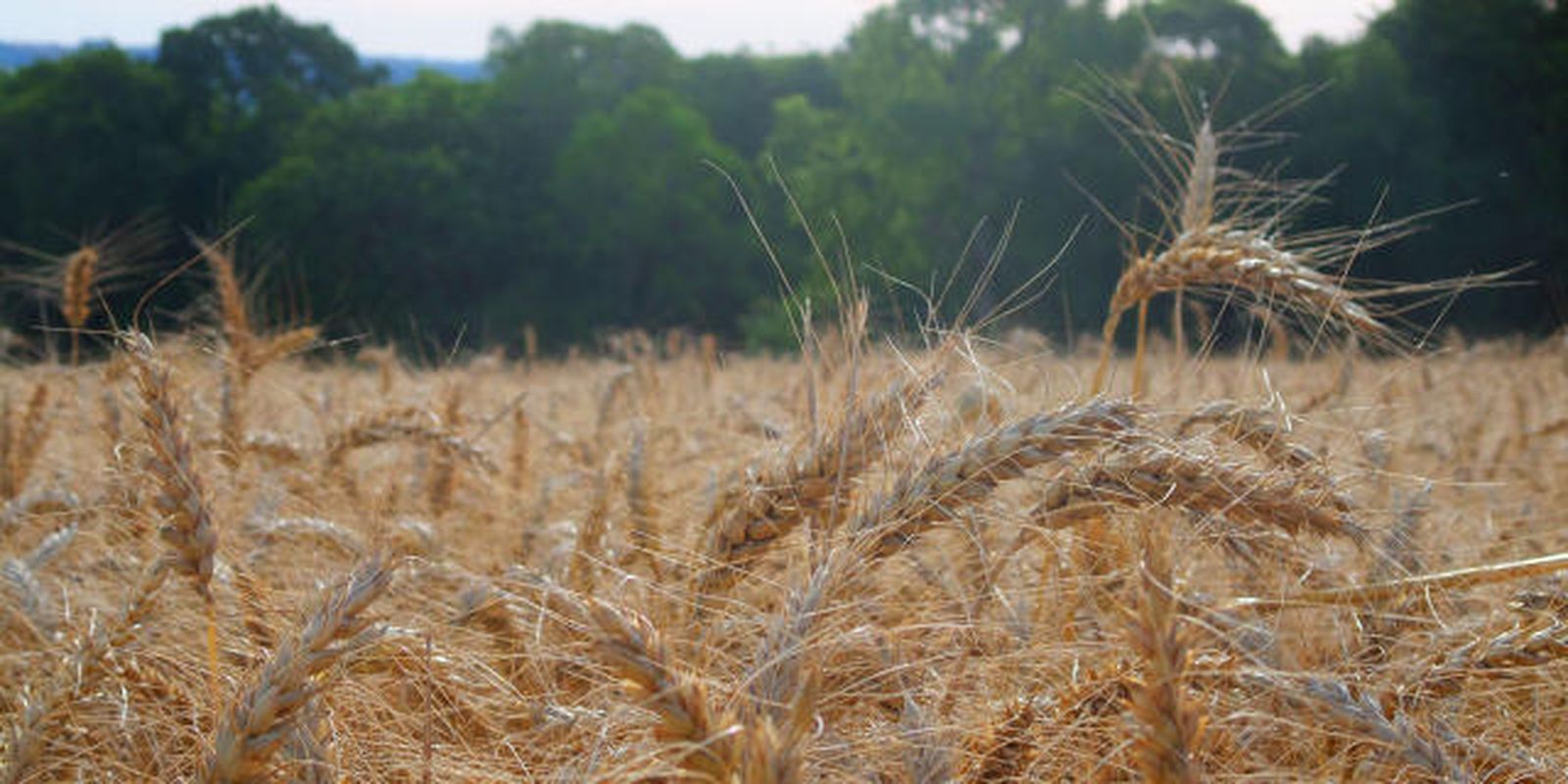 Fertilizante ecológico pode reduzir dependência de importação