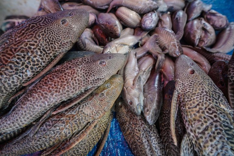 Seca no Amazonas | Agência Brasil