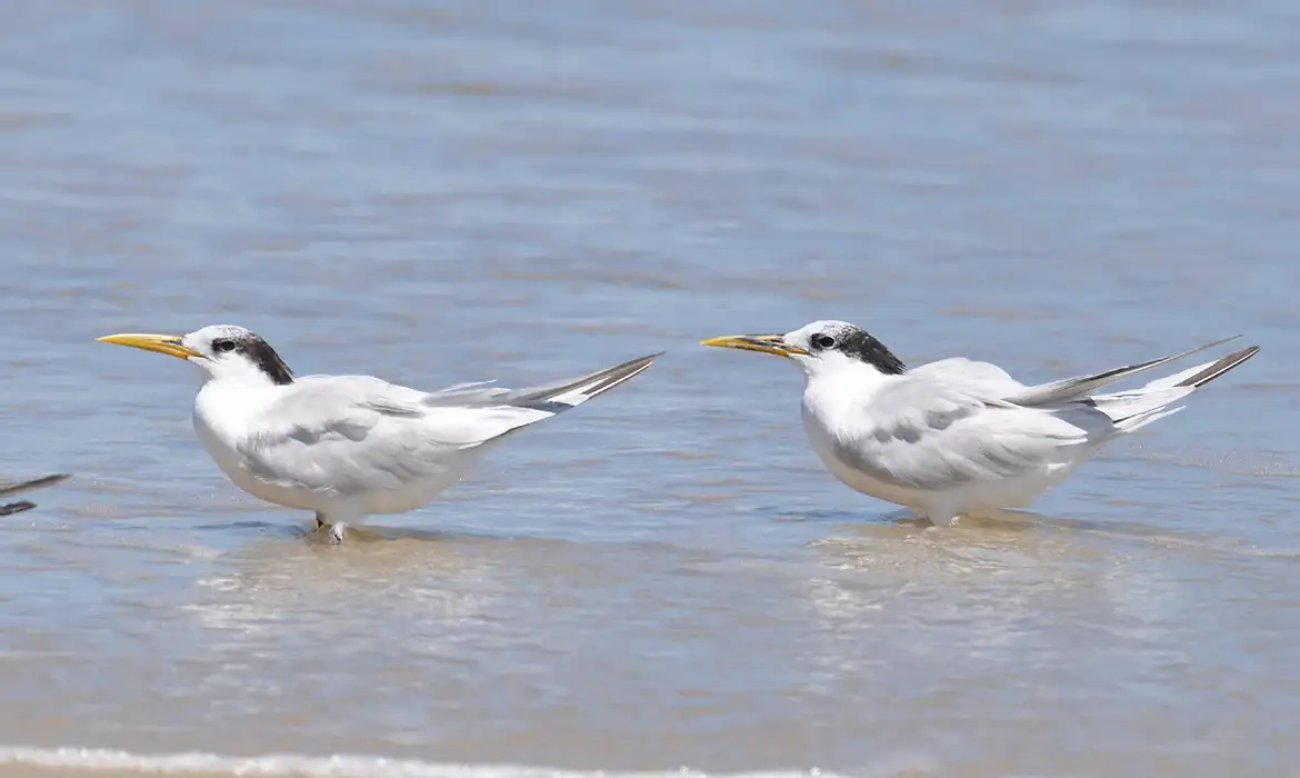 Rio de Janeiro (RJ) –  Rio de Janeiro confirma terceiro caso de Gripe Aviária detectado na Ilha do Governador. As aves contaminadas são da espécie Thalasseus acuflavidus, conhecida como Trinta-réis-bando. Foto: Wikimedia/Cláudio Dias Timm