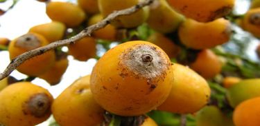 Licuri, fruto de uma palmeira da caatinga