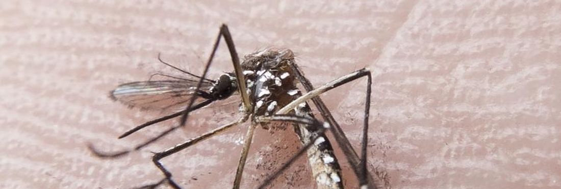 Aedes aegypti também é transmissor do Zika Vírus