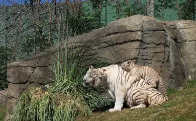 São Paulo (SP), 18/07/2025 - Filhotes da tigresa branca Indira no zoológico Animália Park, em Cotia. Foto: Rovena Rosa/Agência Brasil