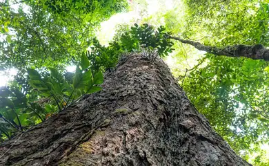 Baixo Amazonas (PA), 17/09/2022 - A árvore gigante da Amazônia brasileira, a quarta maior do mundo, está em território paraense: o angelim vermelho (Dinizia excelsa), com 88,5 metros de altura e 3,15 m de diâmetro, variando de 400 a 600 anos de existência, é encontrado na Unidade de Conservação Estadual de Uso Sustentável Floresta Estadual do Paru (Flota do Paru), na Região de Integração Baixo Amazonas, no oeste paraense. Foto: Agência Pará/Divulgação