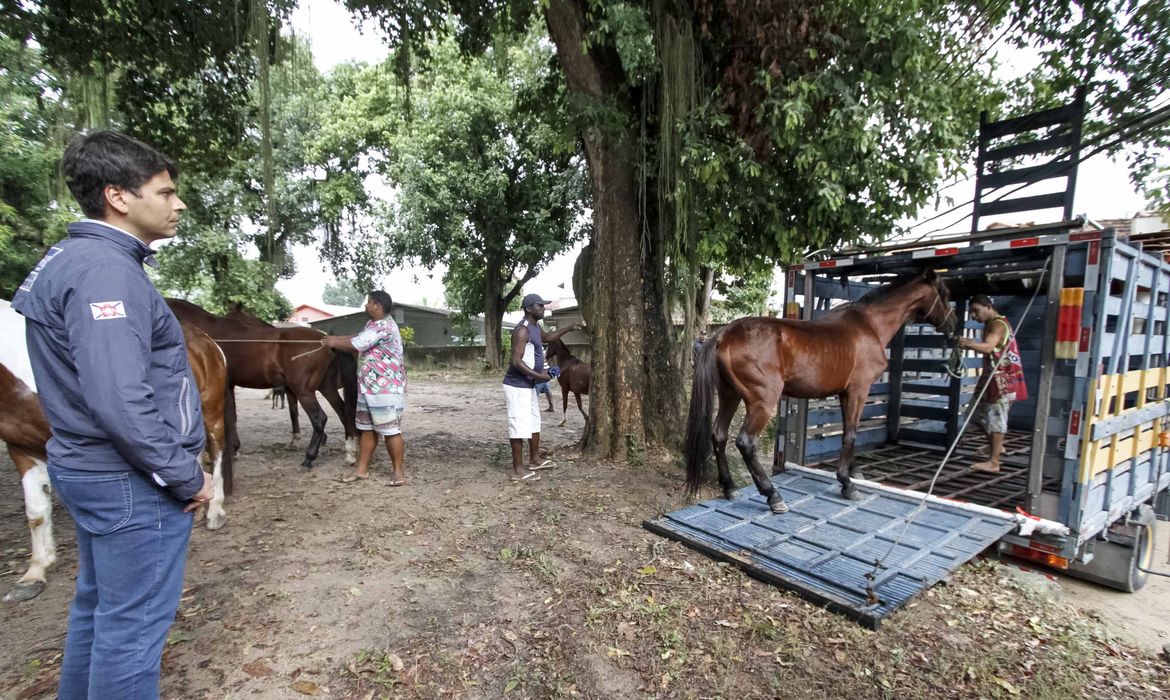 Durante a semana, a prefeitura recolheu 31 cavalos que eram utilizados para puxar as charretes. Eles foram levados para o Centro de Proteção Animal da Fazenda Modelo, em Guaratiba