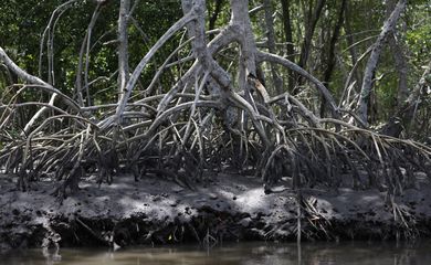 Magé (RJ), 15/10/2024 - Exemplar do mangue-vermelho (Rhizophora mangle), também conhecido como sapateiro, em manguezal na Piedade banhado pelo Rio Majé, que desagua na Baía de Guanabara. Foto: Fernando Frazão/Agência Brasil