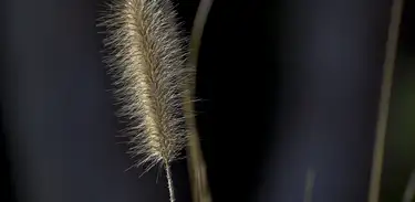 Inteligência Artificial já são utilizadas para identificar plantas daninhas em sistemas integrados de lavoura e pecuária