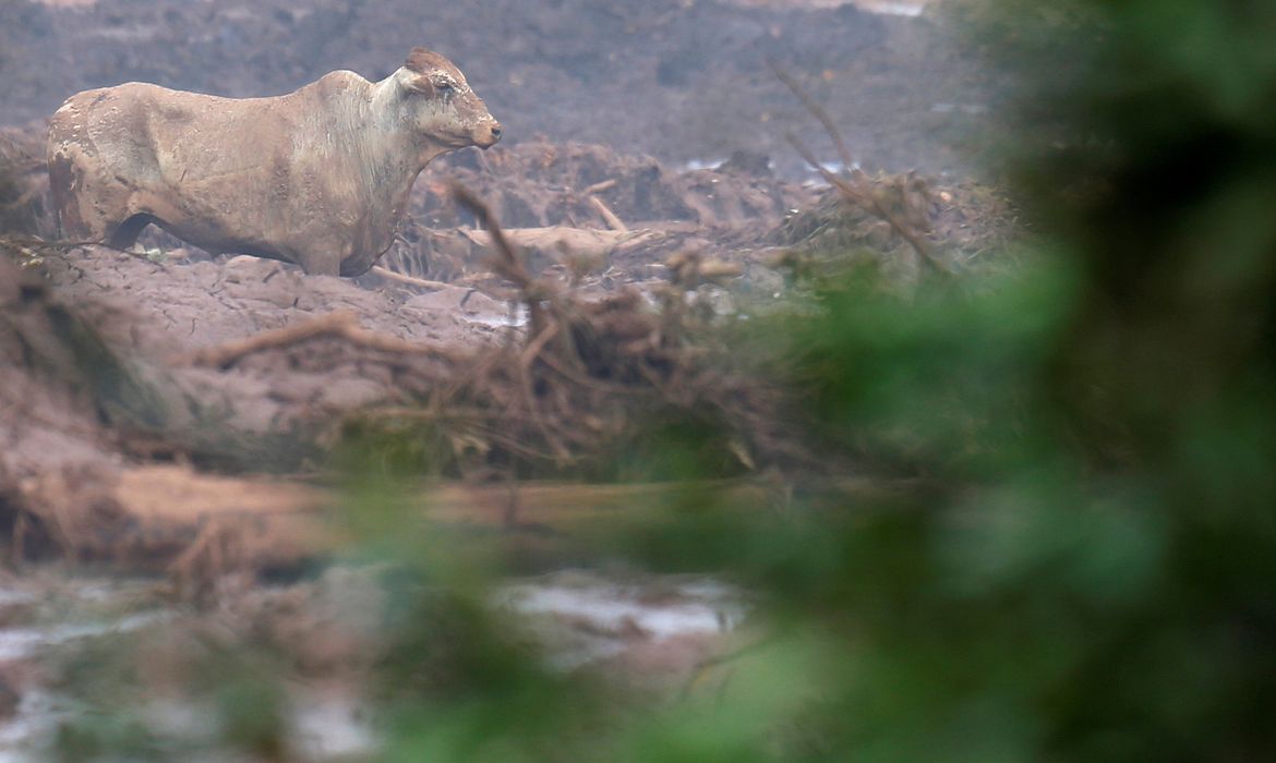Um boi é visto na lama após o rompimento de barragem de rejeitos de minério de ferro de propriedade da mineradora Vale, em Brumadinho (MG).