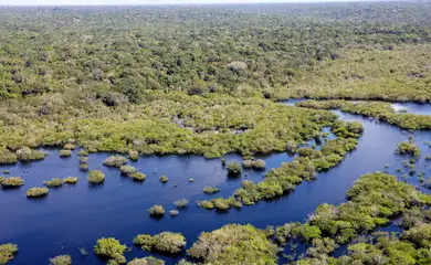 Manaus, AM 06/07/2024 Cenas da Amazônia. Floresta margeada pelo Rio Negro Foto: Fabio Rodrigues-Pozzebom