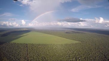 Operao Verde Brasil combate o desmatamento na Amaznia