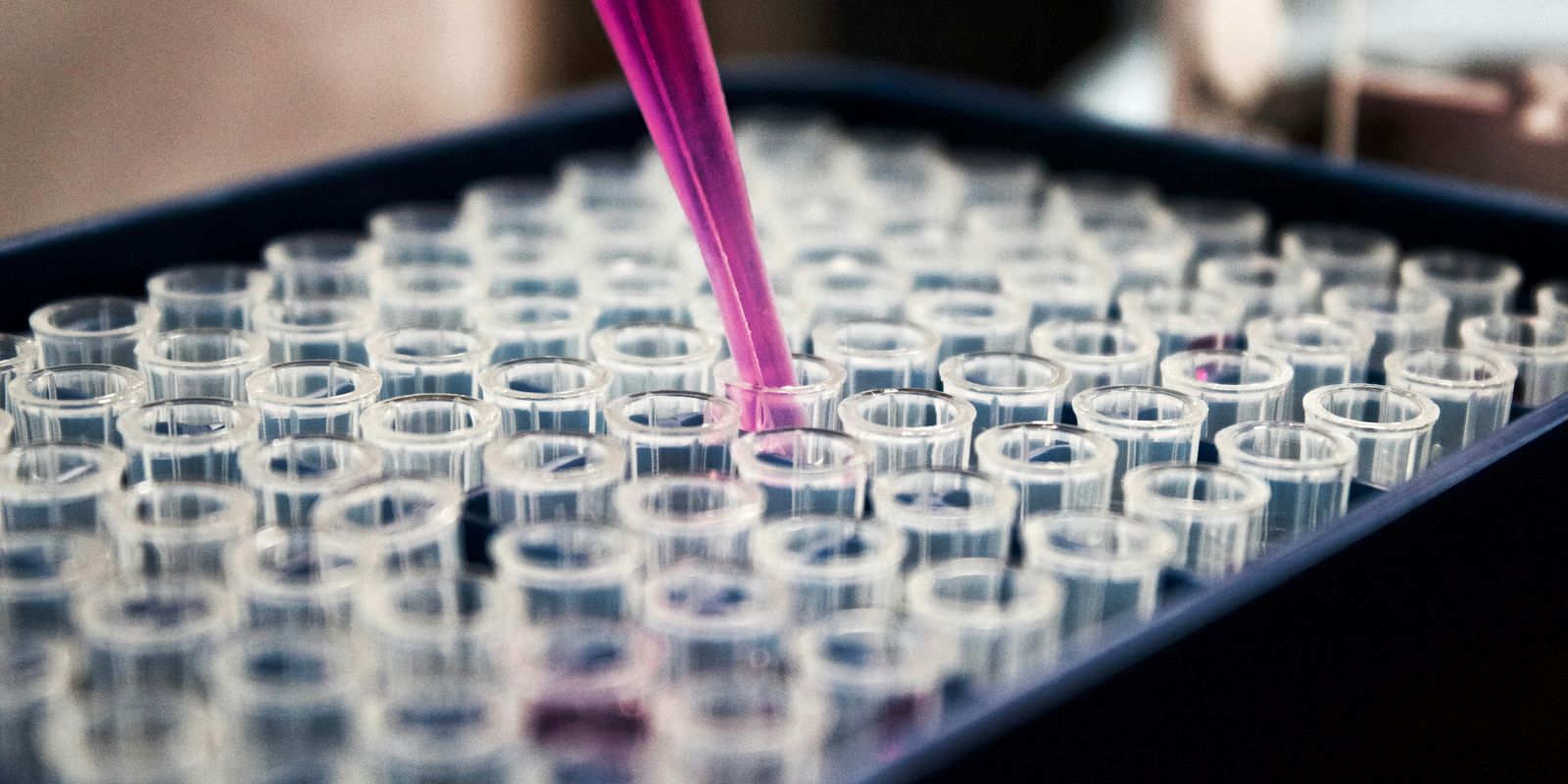 Lula sanciona lei histórica que proíbe testes em animais para cosméticos e produtos de higiene pessoal