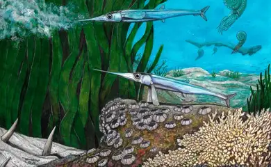 Antarctichthys longipectoralis