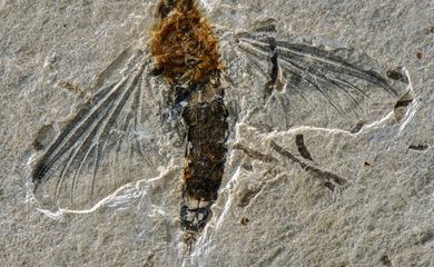 holótipo de Incogemina nubila, Fóssil raro de inseto voador é encontrado na Bacia do Araripe, no Ceará