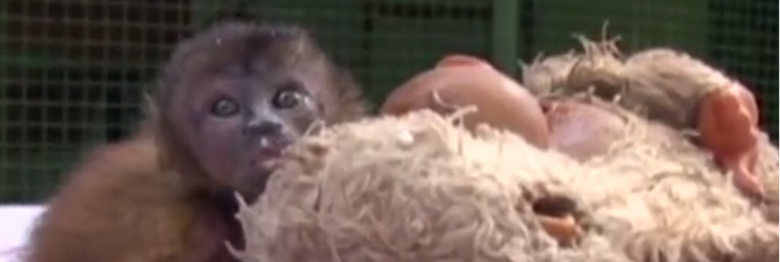 Animais de pelúcia ajudam no desenvolvimento de filhotes no Amazonas (AM)