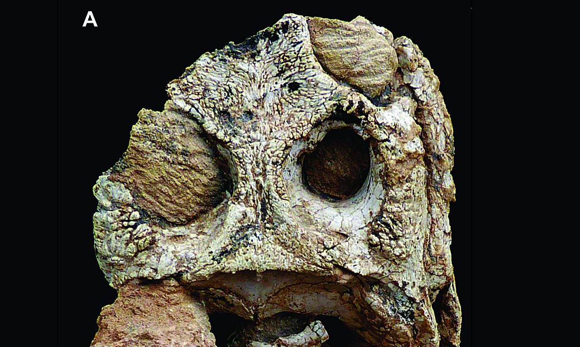 Coronelsuchus civali