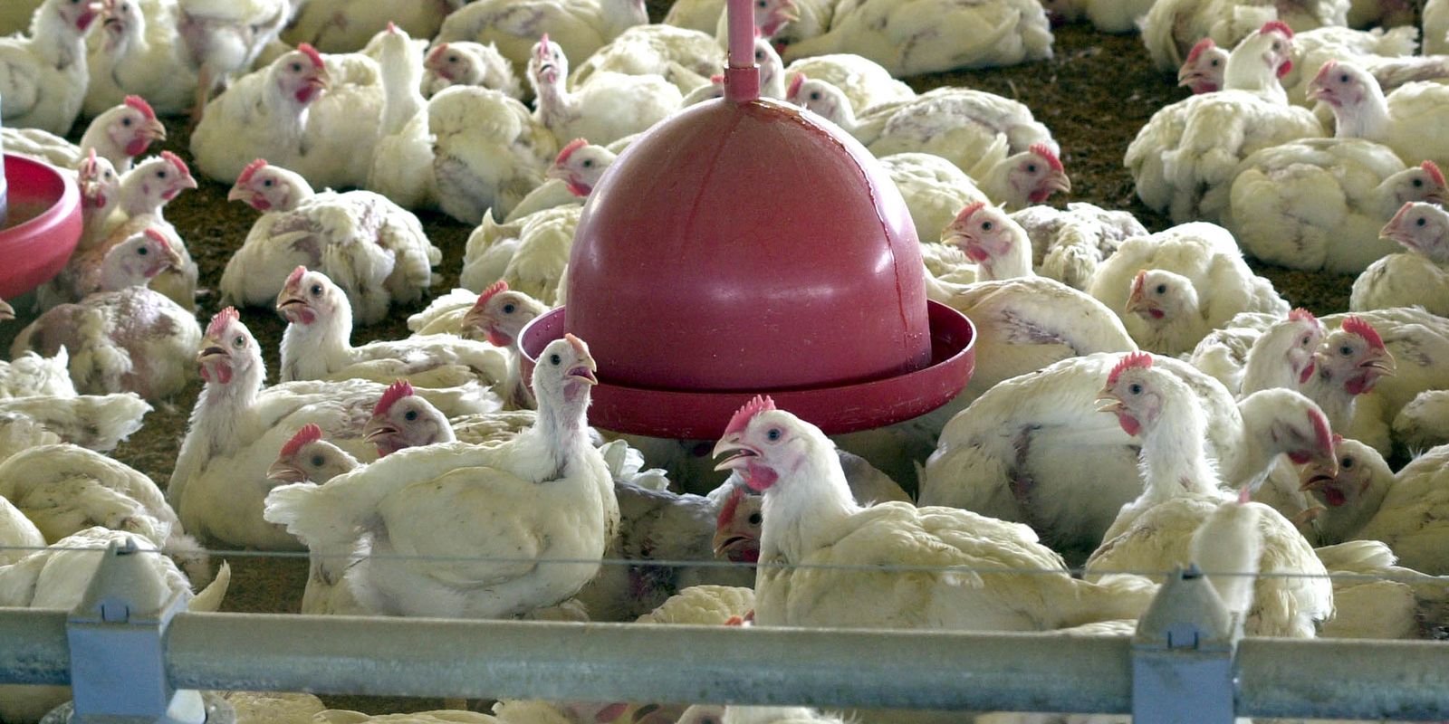 Ministério suspende feiras de aves para evitar gripe aviária no país