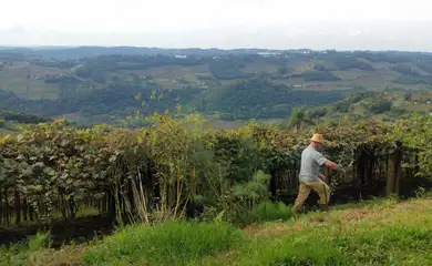 Brasília - O produtor Raimundo Zucchi,em sua propriedade na Linha Eulália, zona rural de Bento Gonçalves, onde planta sete variedades de uva (Daniel Isaia/Agência Brasil)