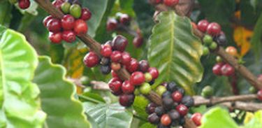 O Brasil é o maior produtor de café do mundo, corresponde 1/3 da produção mundial 