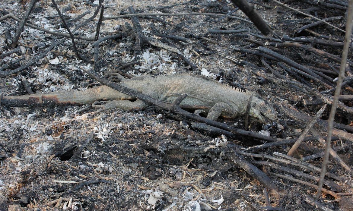 Incendios florestais entre Miranda e Corumbá BR 262 e MS 184