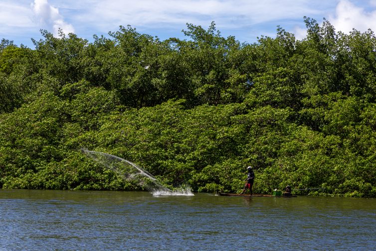 Pernambuco- 17/07/2025 - Manguezal na área do Rio Formoso, no litoral sul de Pernambuco Crédito: Flavio Forner