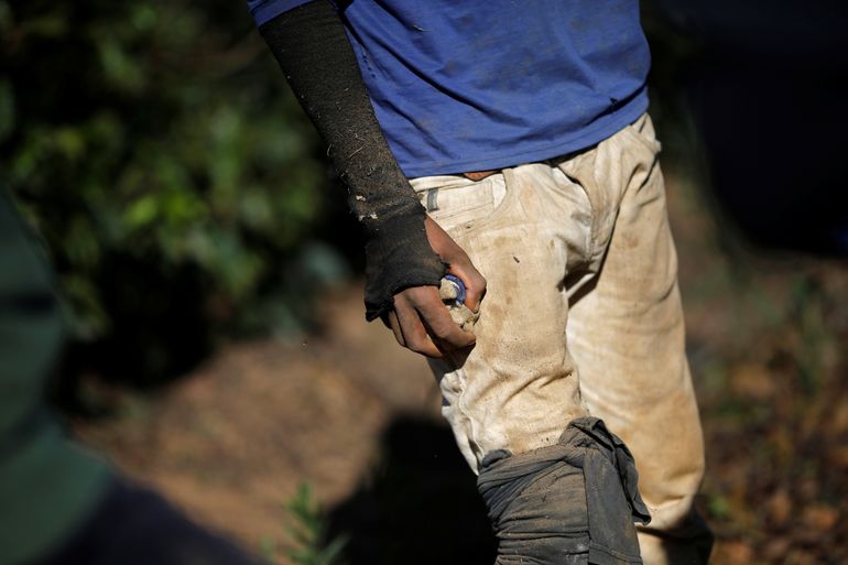 Worker is seen in a coffee farm during a labor ministry operation to identify workers in conditions analogous to slavery, in Campos Altos