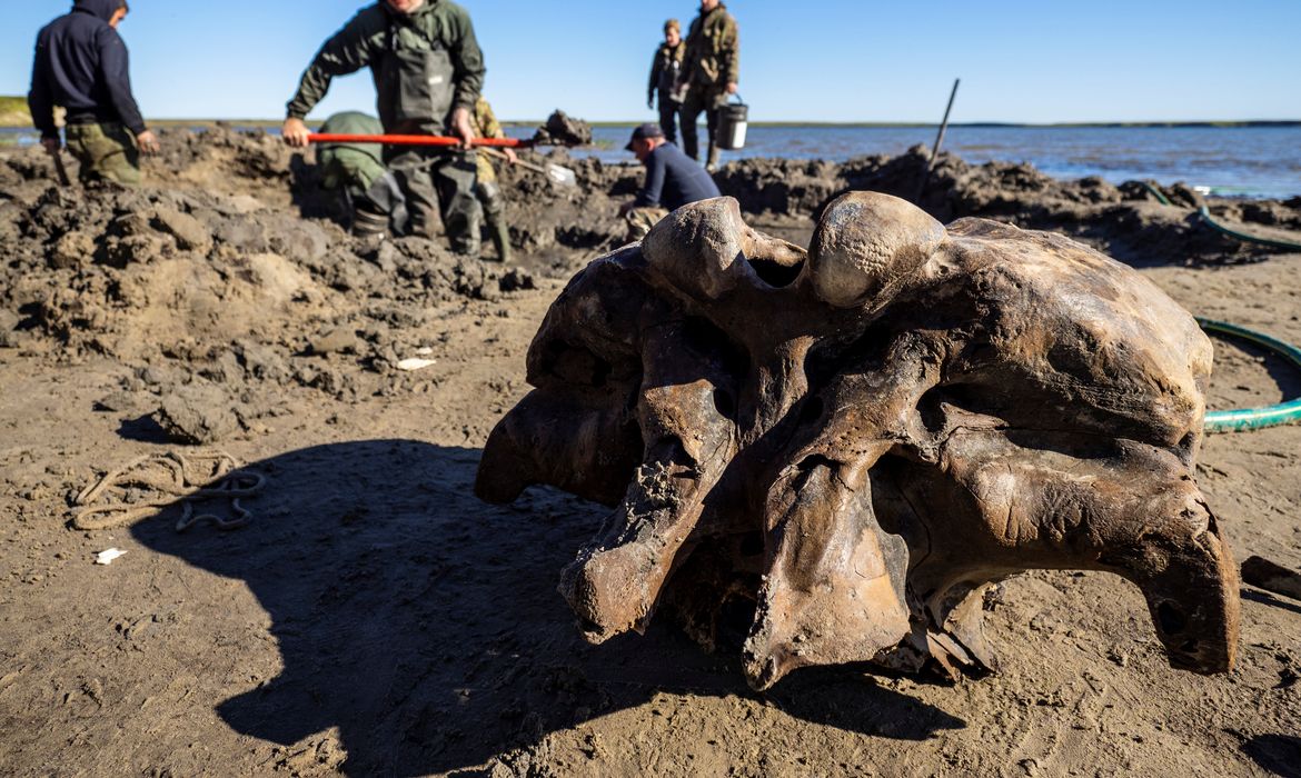 Mamute, Russia , ossos de mamute, Yamalo
