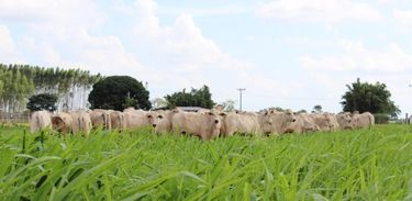 Lançado no início de março, BRS Quênia é uma cultivar de capim mais nutritivo, tanto em proteína bruta quanto em digestibilidade para os bovinos 