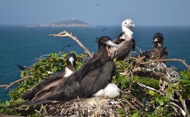 Projeto estuda aves que habitam ilhas do Rio de Janeiro