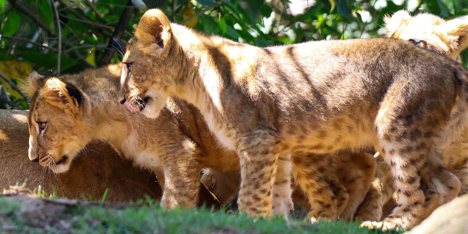 Ursinha polar e filhotes de leão são atrações em Aquário e Zoo de SP Ursinha polar e filhotes de leão são atrações em Aquário e Zoo de SP
