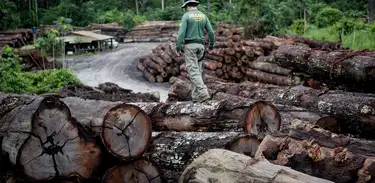 Ibama apreende 7.387 toras extraídas ilegalmente da Terra Indígena Pirititi, em Roraima