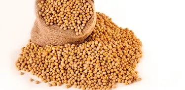 Pirataria de sementes de soja gera perdas com cerca em torno de CR$10 bilhões ao ano para os agricultores Brasileiros
