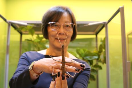 A pesquisadora do Instituto Biológico, Harumi Hojo, participa da abertura da exposição Planeta Inseto, no Museu do Instituto Biológico.