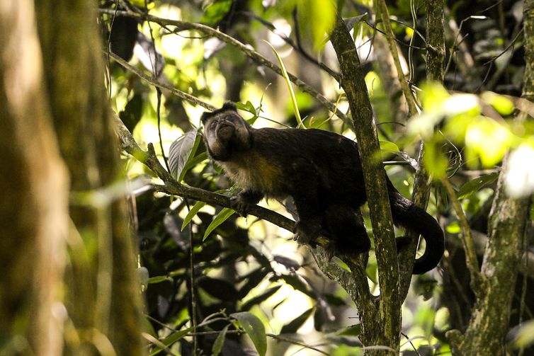 Macaco prego na mata atlântica, seu habitat natural, na Floresta da Tijuca, no Rio de Janeiro