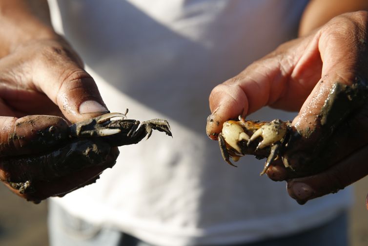Tomaz Silva/Agência Brasil O Parque Natural Municipal Barão de Mauá, em Magé (RJ), revela a recuperação do manguezal em área afetada após o desastre que liberou 1,3 milhão de litros de óleo de um duto da Petrobras, em 2000.