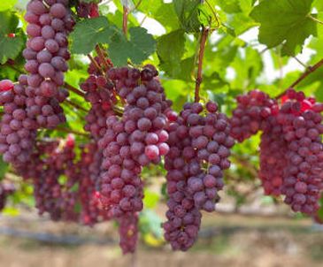 Com sabor de frutas vermelhas, a uva melodia foi desenvolvida pelo programa de Melhoramento Genético Uvas do Brasil